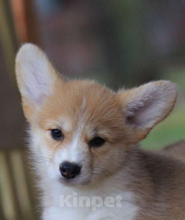 Собаки в Москве: Amansi Just about love Девочка, 70 000 руб. - фото 2