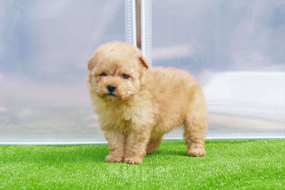 Собаки в Москве: мальтипу щенок мини девочка Девочка, 130 000 руб. - фото 9