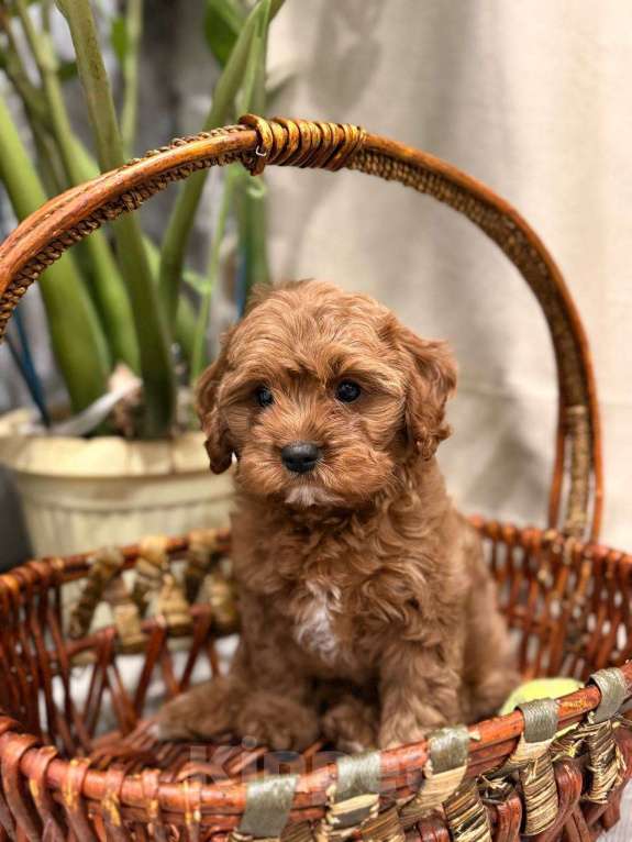 Собаки в Москве: Шикарный мини мальчик кавапу Мальчик, Бесплатно - фото 6