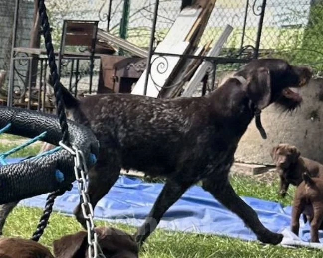 Собаки в Ростове-на-Дону: Потерялся дратхаар Девочка, 10 000 руб. - фото 1