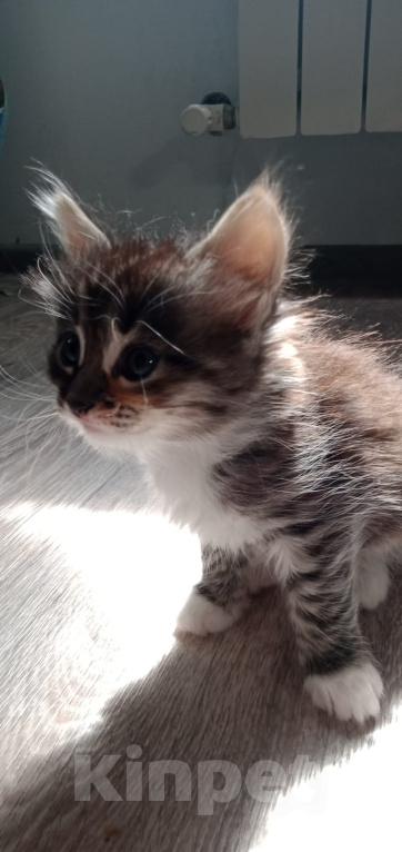 Кошки в Кашире: девочка 1.5 месяца.  Девочка, Бесплатно - фото 2