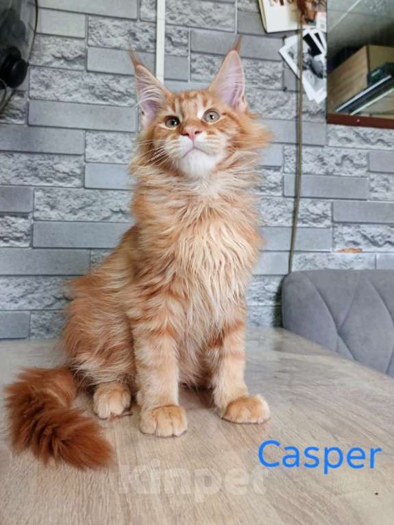 Кошки в других городах Ленинградской области: Мейн-кун котята Разнополые, 35 000 руб. - фото 3