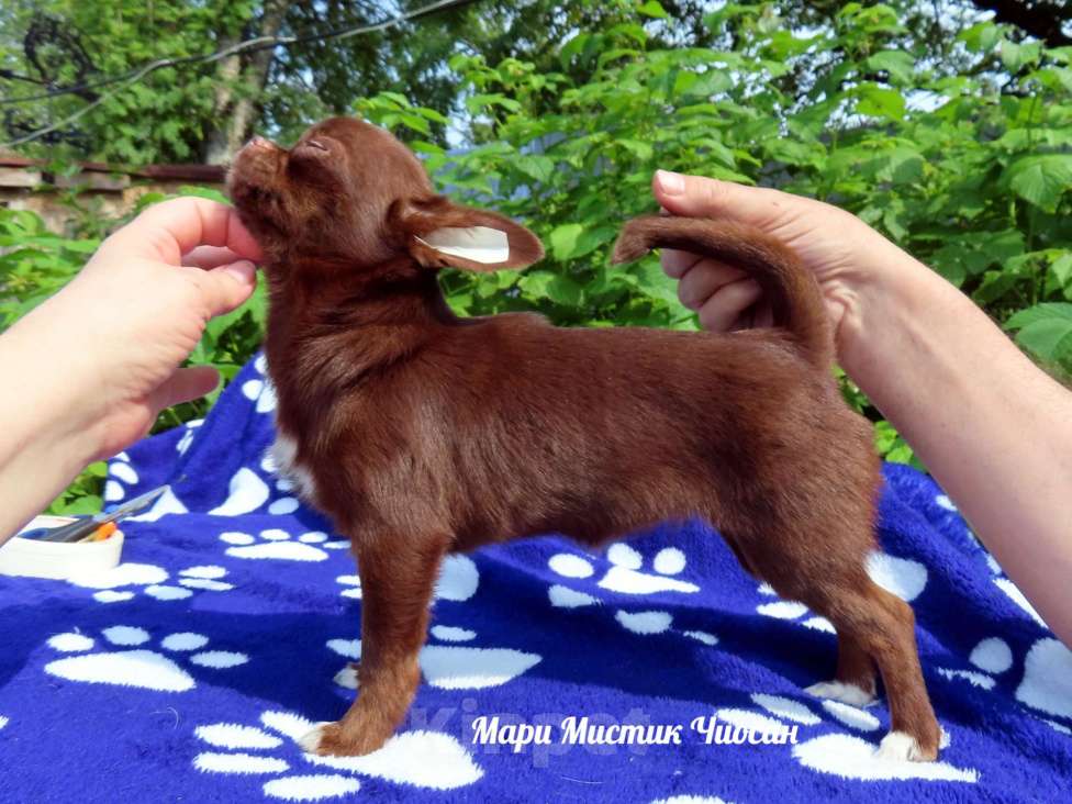 Собаки в Санкт-Петербурге: Чихуахуа Чиосан ждет ВАС Девочка, 100 000 руб. - фото 2