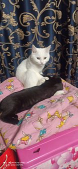 Объявление: Потерялась кошка!!! , 1 руб., Кострома