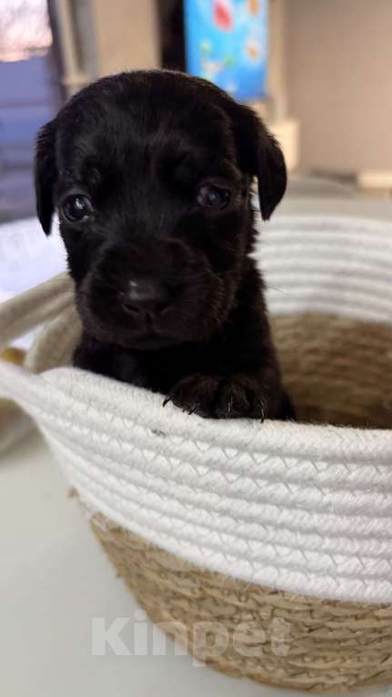 Собаки в Хадыженске: Продам щенят лабрадоров Мальчик, 15 000 руб. - фото 5