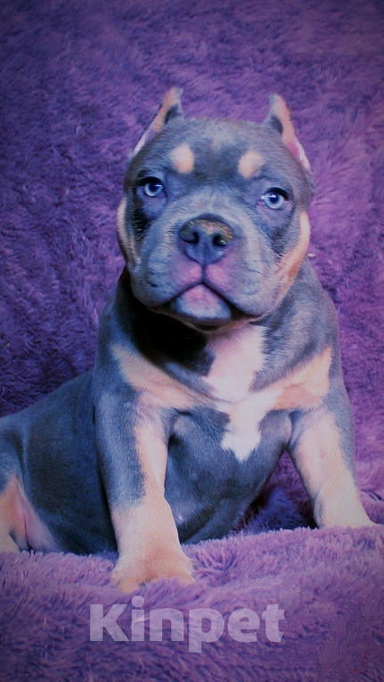 Собаки в Братске: Подрастает малышка. Девочка, 90 000 руб. - фото 6