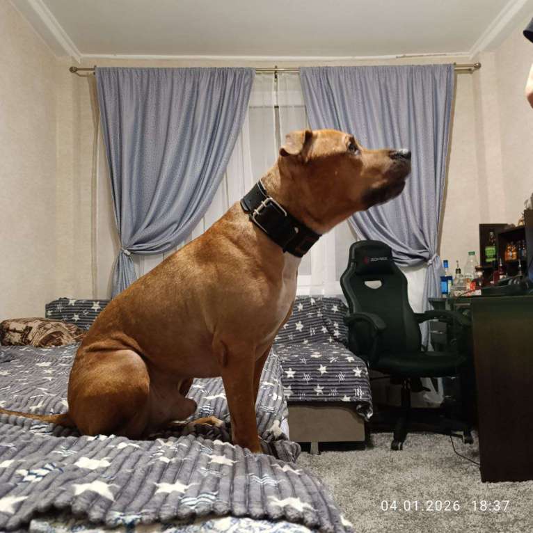 Собаки в Санкт-Петербурге: Харди в добрые руки. Мальчик, Бесплатно - фото 1