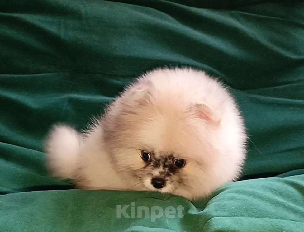 Собаки в Москве: Померанский шпиц мини мальчик Мальчик, 25 000 руб. - фото 3