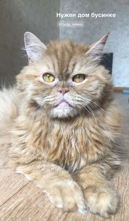 Кошки в Москве: ТЭССИ ИЩЕТ ДОМ Девочка, Бесплатно - фото 6
