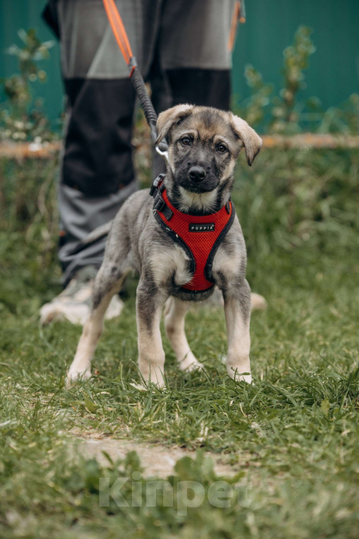 Собаки в Москве: Щенок бесплатно Москва Мальчик, Бесплатно - фото 7