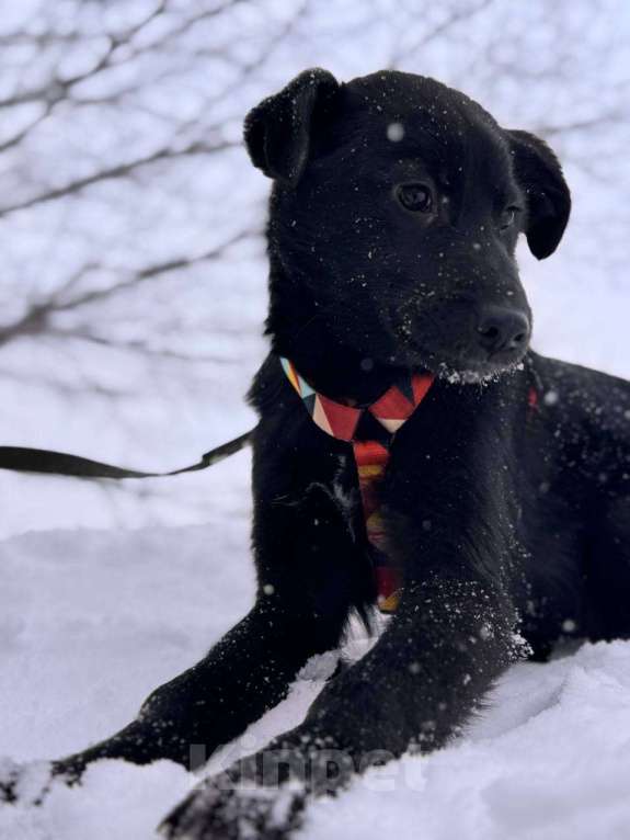 Собаки в Уфе: Щенок Мальчик, 300 руб. - фото 9