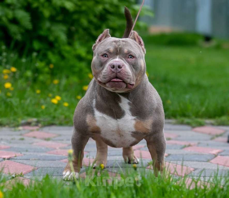 Собаки в Нижнем Новгороде: Вязка американского булли покет Мальчик, 100 000 руб. - фото 2