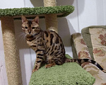 Кошки в Люберцах: Молодой красивый кот на вязку, 5 000 руб. - фото 1