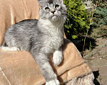 Кошки в Тихорецке: Котята мейн-кун Мальчик, 50 000 руб. - фото 2