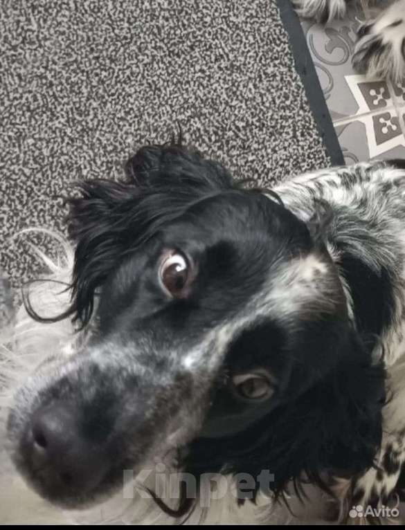 Собаки в Лосином-Петровском: Джек русский спаниель Мальчик, Бесплатно - фото 5