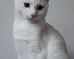 Кошки в Москве: Бэлла белая кошечка гладкая шерсть ,мягкая  Девочка, 320 руб. - фото 2