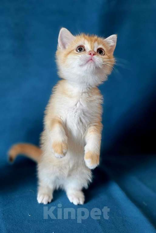 Кошки в Калуге: Quiana SFS 71 by 12 Девочка, Бесплатно - фото 5