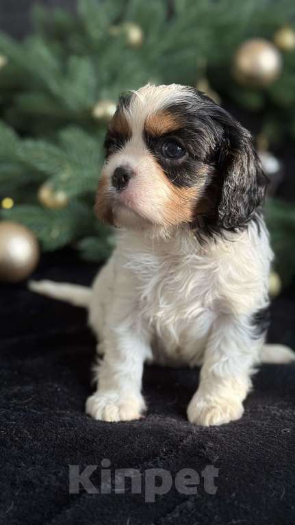 Собаки в Москве: Кавалер Кинг Чарльз спаниель мальчик и девочка Мальчик, 50 000 руб. - фото 3