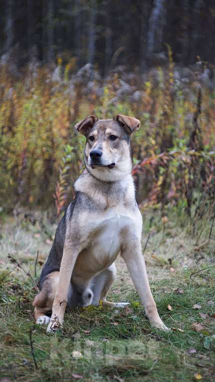 Собаки в Ногинске: Марти - веселый щенок в поиске дома Мальчик, Бесплатно - фото 2