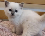 Кошки в Москве: Рэгдолл нежный котик Мальчик, 28 000 руб. - фото 1