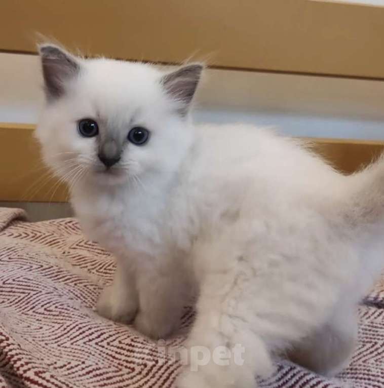 Кошки в Москве: Рэгдолл нежный котик Мальчик, 28 000 руб. - фото 1