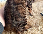 Кошки в Москве: Бенгальская кошечка  Девочка, 35 000 руб. - фото 5