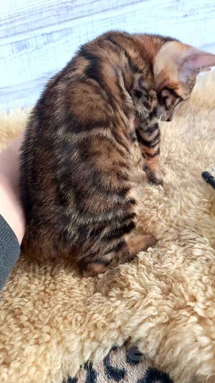 Кошки в Москве: Бенгальская кошечка  Девочка, 35 000 руб. - фото 5