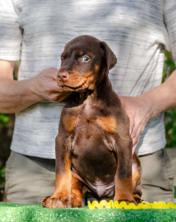 Собаки в Москве: Щенки добермана Мальчик, Бесплатно - фото 8