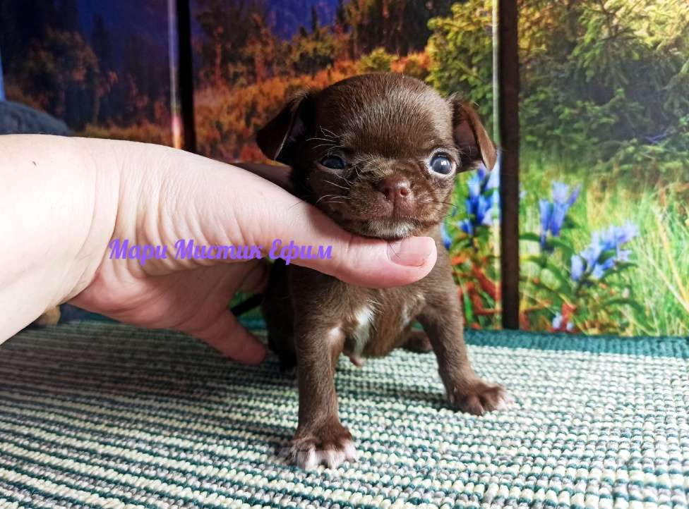 Собаки в Санкт-Петербурге: Ефим короткошерстный мини чихуахуа Мальчик, 80 000 руб. - фото 2