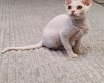 Кошки в Королеве: Котенок девон-рекс Девочка, 65 000 руб. - фото 2