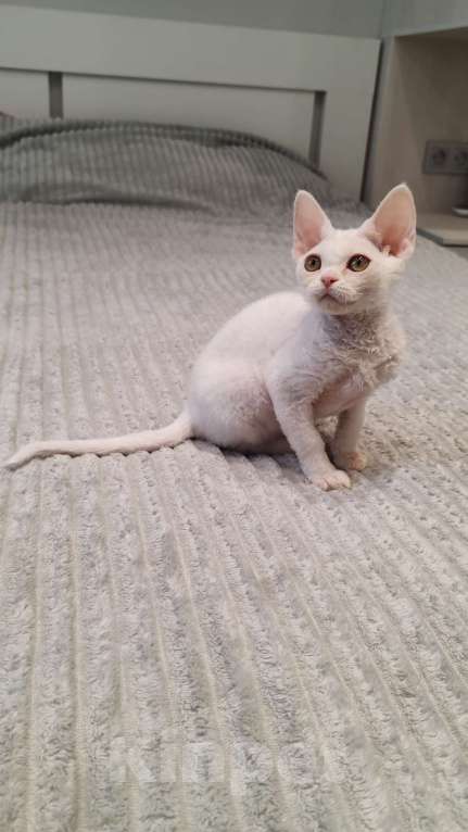 Кошки в Королеве: Котенок девон-рекс Девочка, 65 000 руб. - фото 2