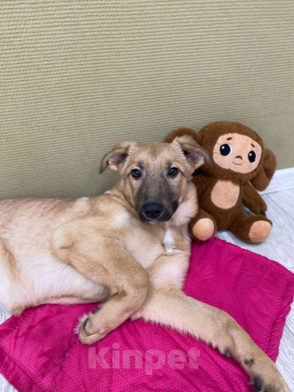 Собаки в Москве: Щенки бесплатно в Москве Девочка, Бесплатно - фото 4