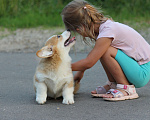 Собаки в Одинцово: Вельш Корги Пемброк Мальчик, 45 000 руб. - фото 3