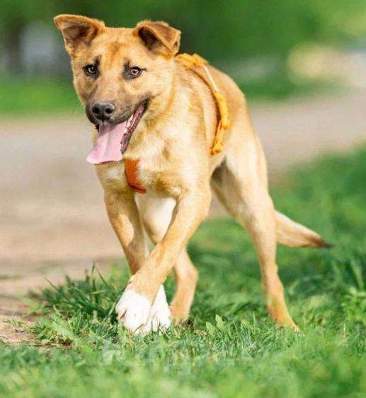 Собаки в Кубинке: Выбери меня! Мальчик, Бесплатно - фото 5