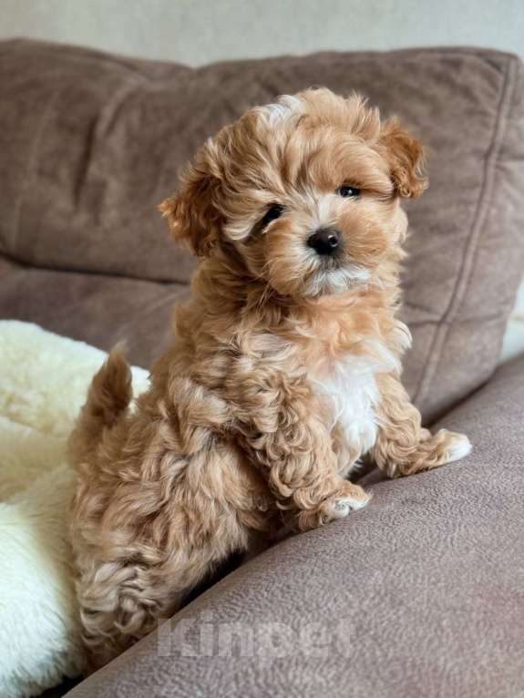 Собаки в Красноярске: Мальтипу, щенок Мальчик, 180 000 руб. - фото 4