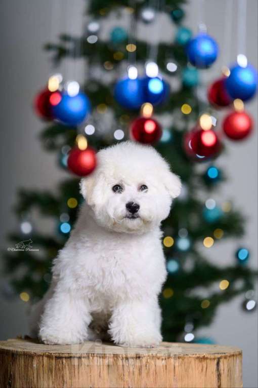 Собаки в Москве: Щенок Бишон Фризе  Мальчик, Бесплатно - фото 3