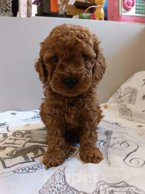 Собаки в Балашихе: Той-пудель мальчик Тедди (со всеми документами) Мальчик, 80 000 руб. - фото 8