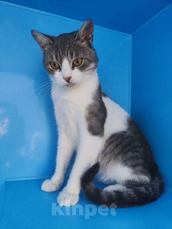 Кошки в Москве: Выбросили на помойку и отказались. Коту некуда идти Мальчик, Бесплатно - фото 2