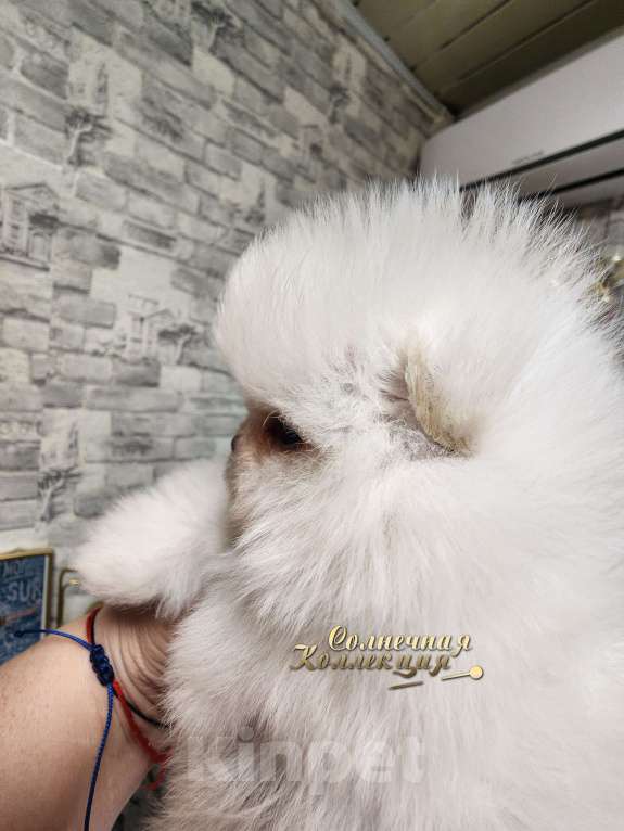 Собаки в Москве: Курносый мальчик померанского шпица РКФ Мальчик, Бесплатно - фото 3