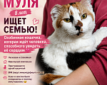 Кошки в Москве: Кошечка в добрые руки Девочка, Бесплатно - фото 2
