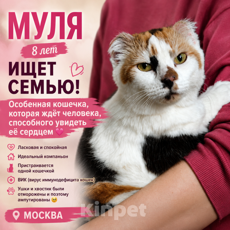 Кошки в Москве: Кошечка в добрые руки Девочка, Бесплатно - фото 2