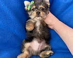 Собаки в Москве: Мерле йорк мальчик стандарт игривый Мальчик, 50 000 руб. - фото 7