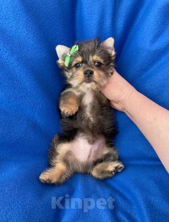 Собаки в Москве: Мерле йорк мальчик стандарт игривый Мальчик, 50 000 руб. - фото 7