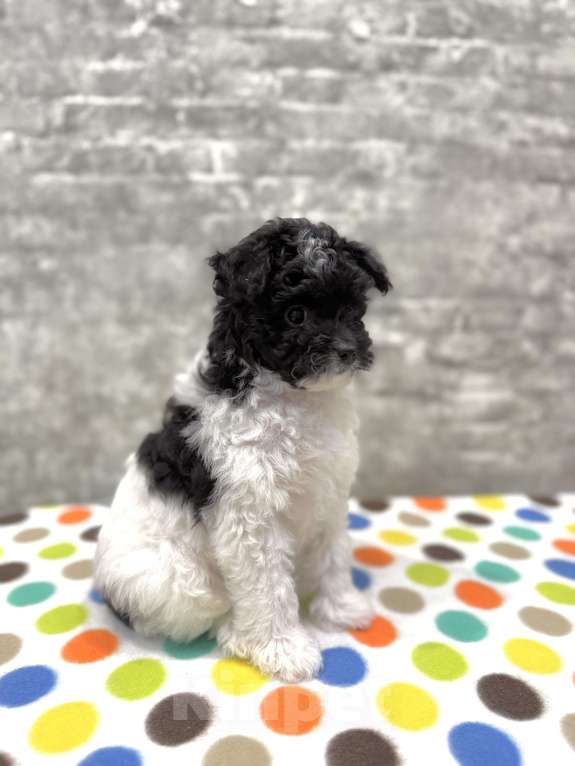 Собаки в Санкт-Петербурге: Девочка Пушон Девочка, 50 000 руб. - фото 7