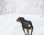 Собаки в Красноармейске: Собака ищет семью! Мальчик, Бесплатно - фото 3