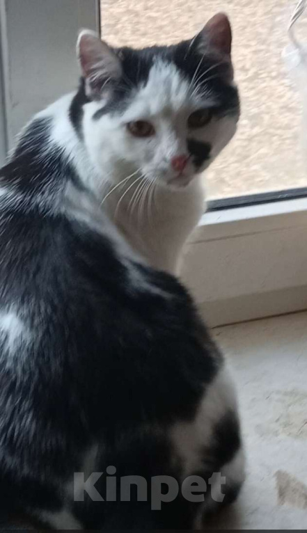 Кошки в Ставрополе: Корейко с мушкой на мордочке Мальчик, Бесплатно - фото 2