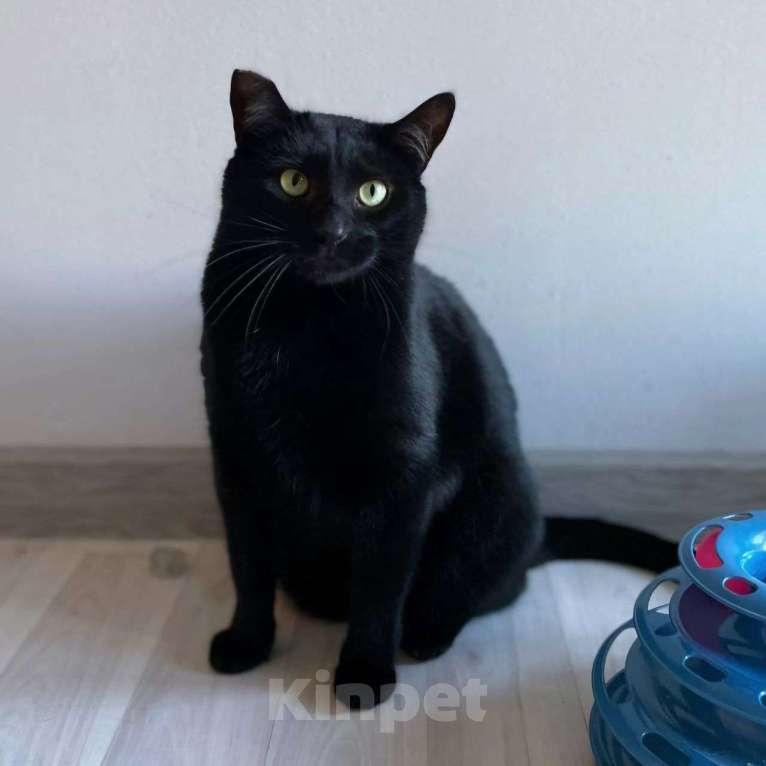 Кошки в Москве: Томми никто не забирает.. Почему же он никому не нравится? Мальчик, Бесплатно - фото 4