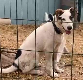 Собаки в Химках: Братики и сестрёнка ждут свою семью Мальчик, Бесплатно - фото 7