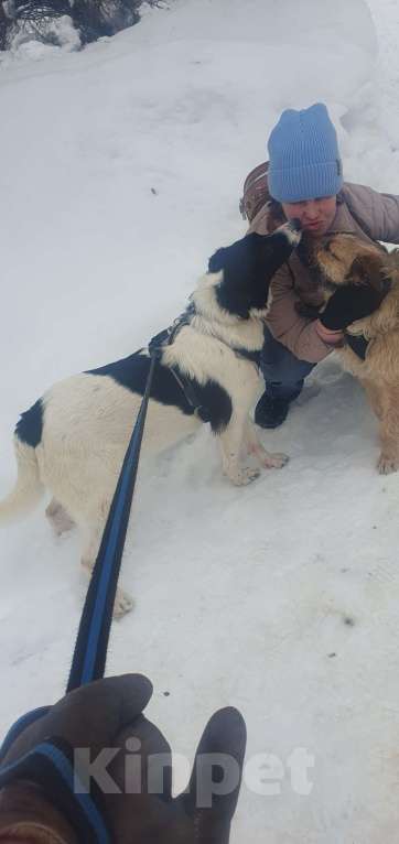 Собаки в Москве: Сникерс, 1 год Мальчик, Бесплатно - фото 2