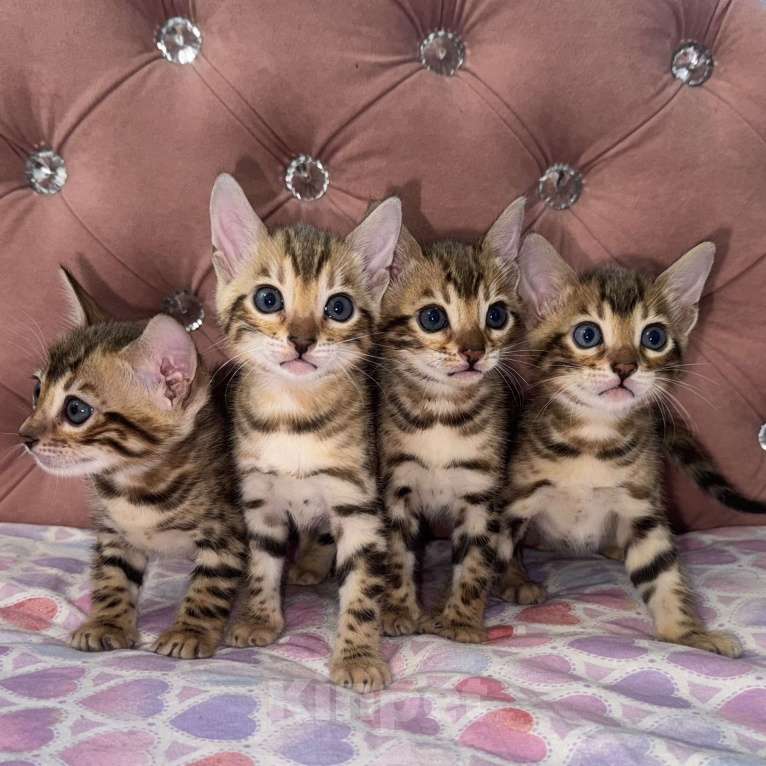 Кошки в Уфе: Бенгальские чистокровные котята Девочка, 15 000 руб. - фото 1